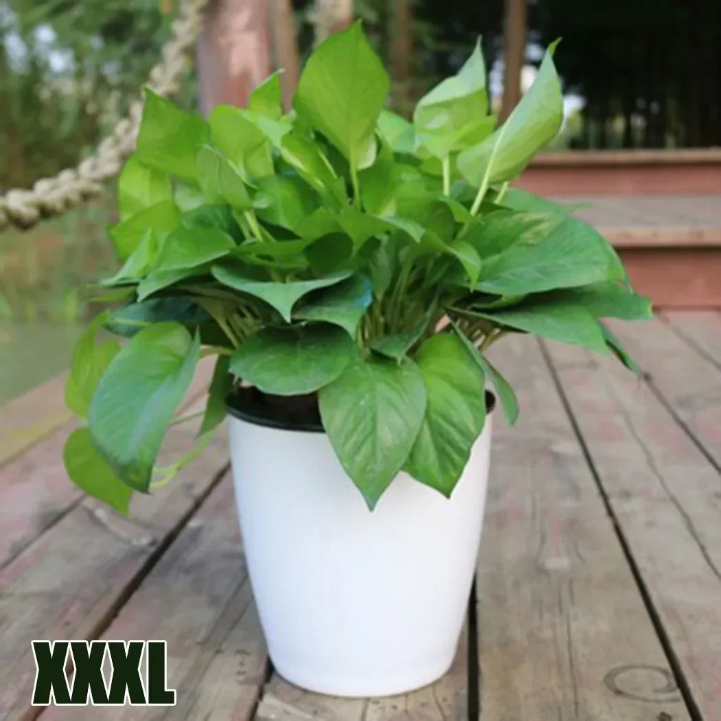 pot extérieur et intérieur xxl