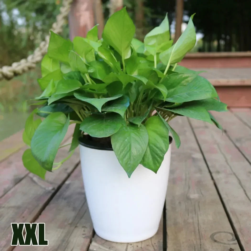 pot extérieur et intérieur xxl