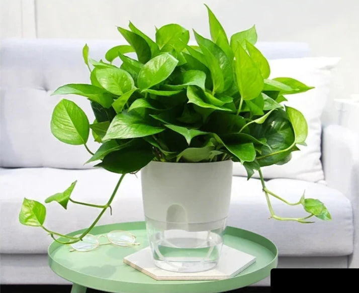 pot de fleurs auto-arrosage