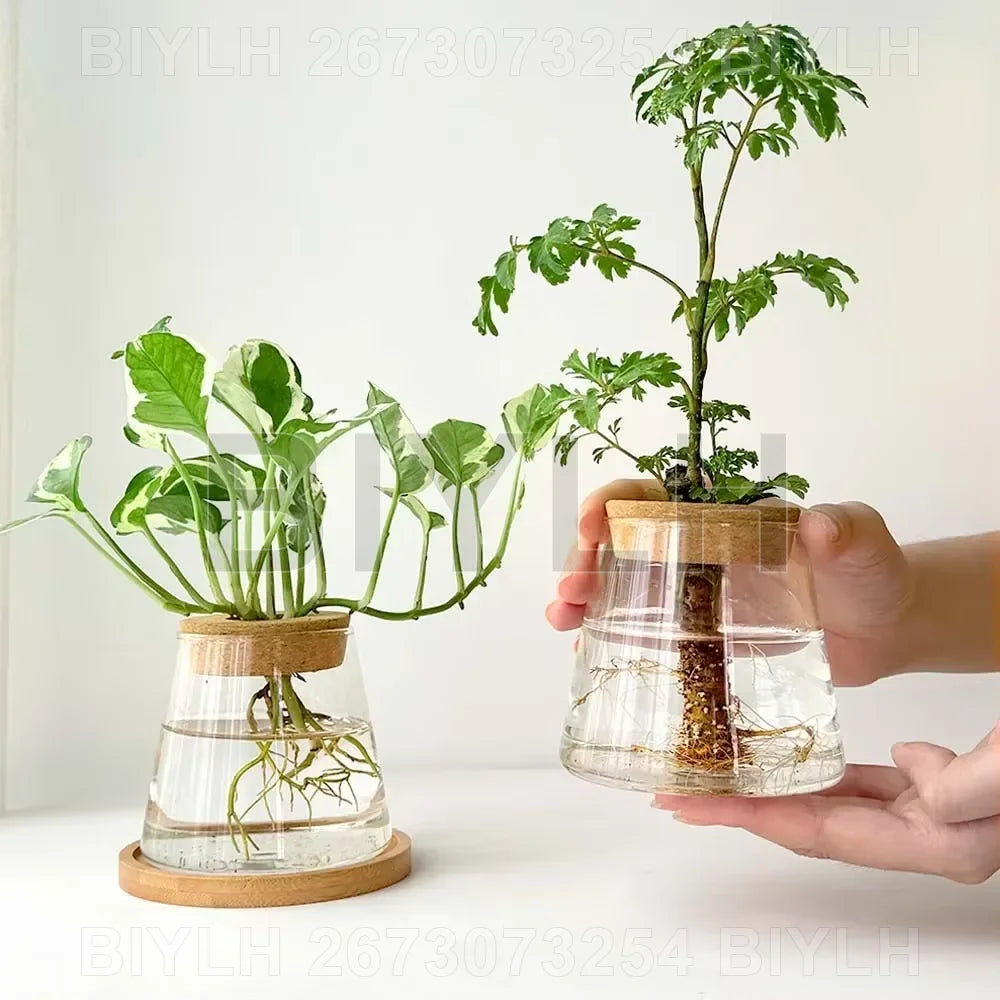 pots de fleurs en verre pour plantes hydroponiques